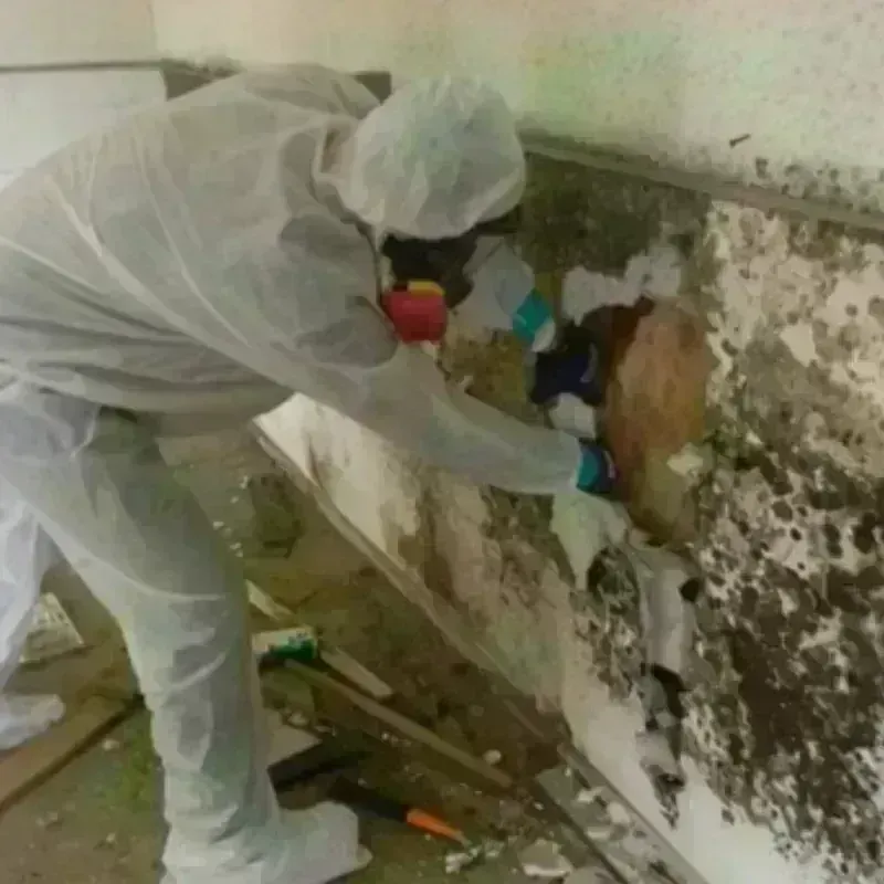 Mold Remediation and Removal in Pike County, IL